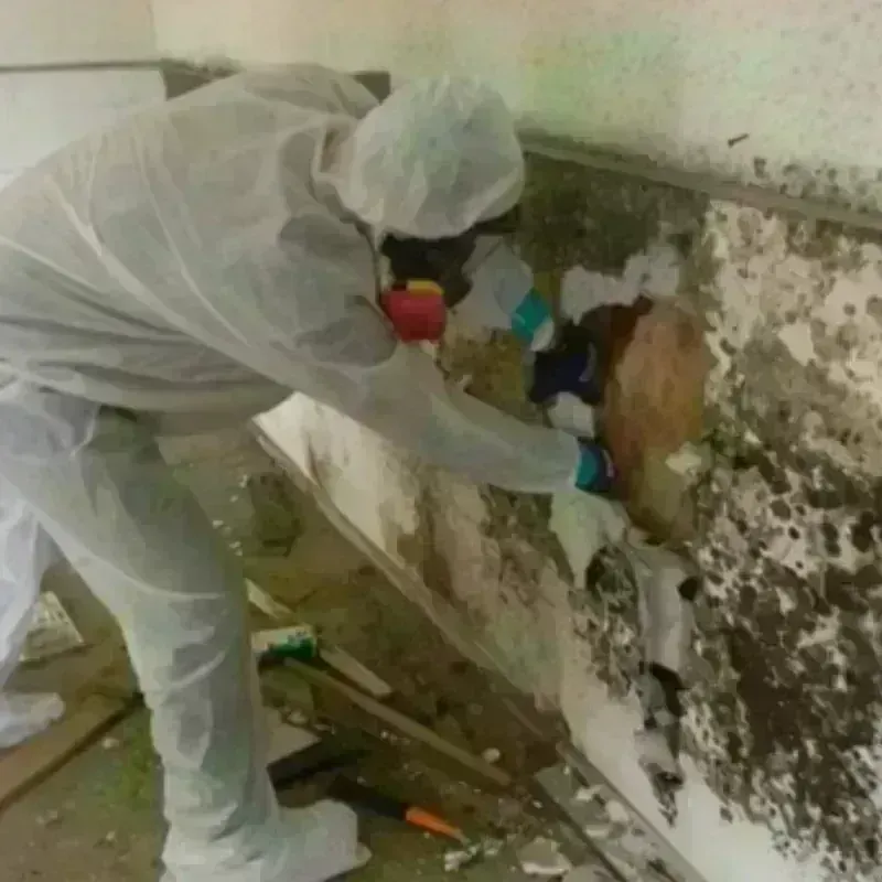 Mold Remediation and Removal in Keokuk County, IA